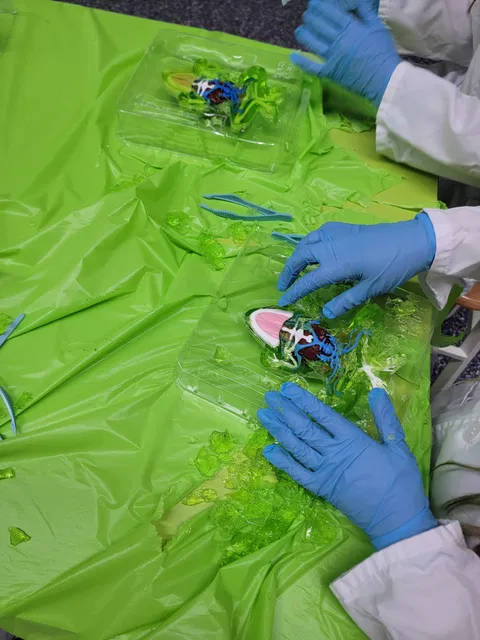 Kids learning about animal anatomy in Junior Veterinarian course