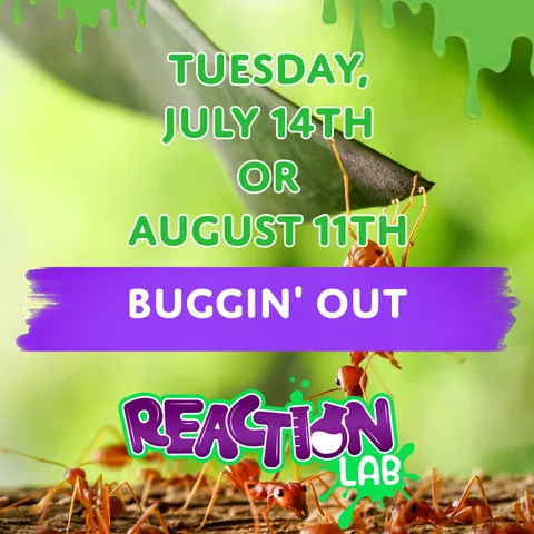 Buggin' Out - insect and entomology activities
